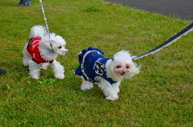 木曽三川ドッグラン(^^♪マルちゃん大集合_b0211198_1419318.jpg