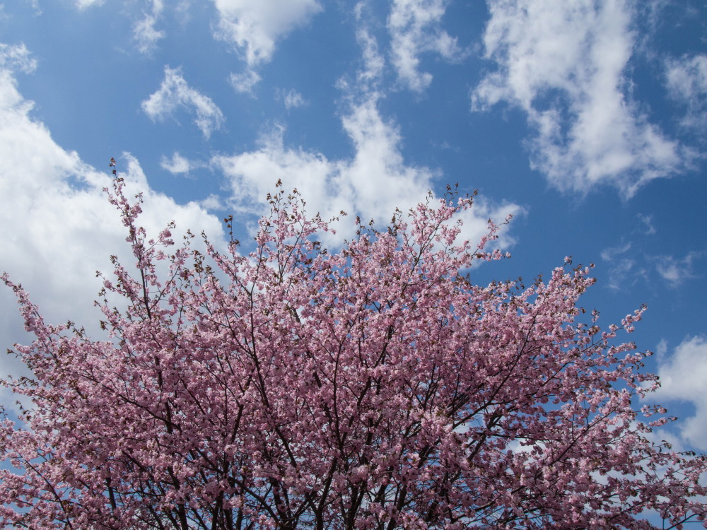 ”村道沿いの一本桜”今年はG.W.最終日、満開になってしまいました。_f0276498_18504872.jpg