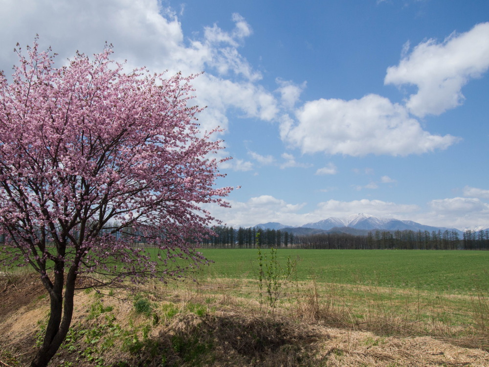 ”村道沿いの一本桜”今年はG.W.最終日、満開になってしまいました。_f0276498_18512165.jpg