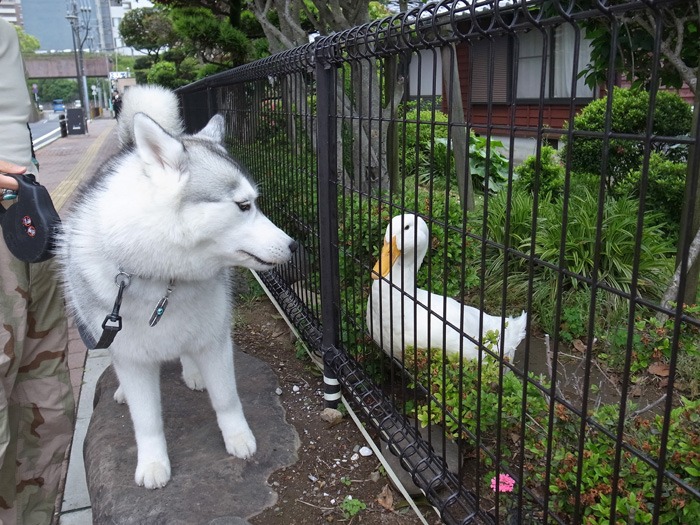 こどもの日 (^o^)_c0049299_215829100.jpg