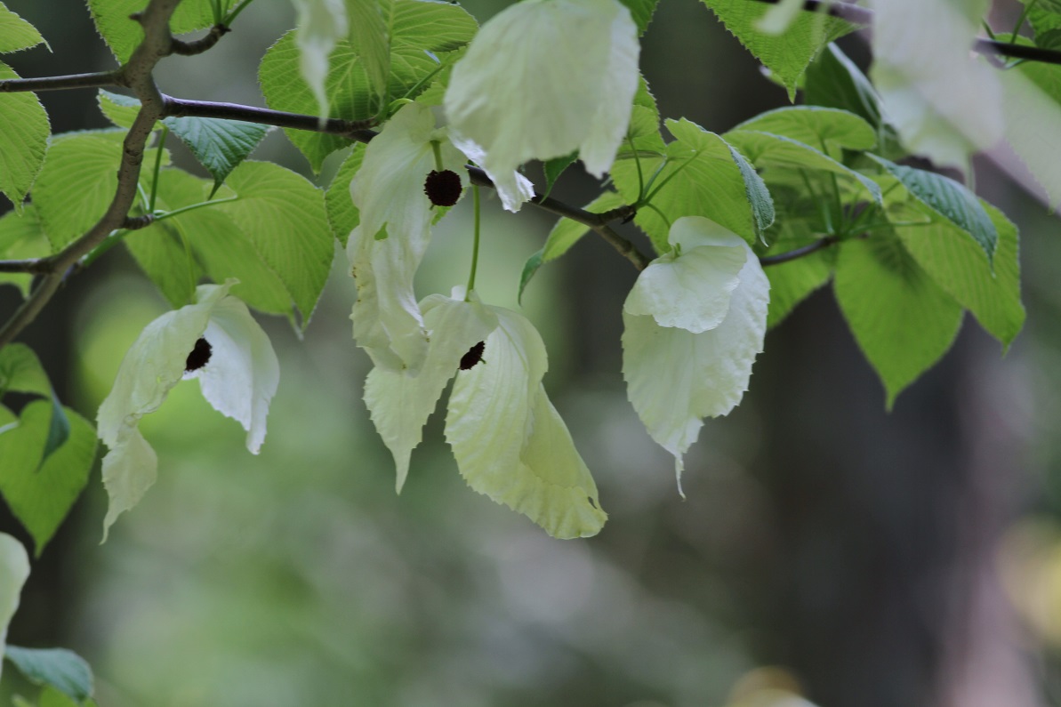 風に舞う白き花　　　　　≪　　　ハンカチノキ　　　≫_a0140000_21591224.jpg