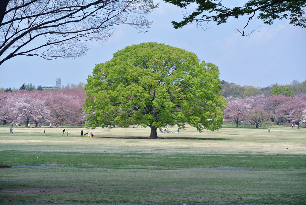 昭和記念公園 春_b0144301_10075396.jpg