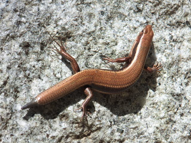 a0271502_111724.jpg