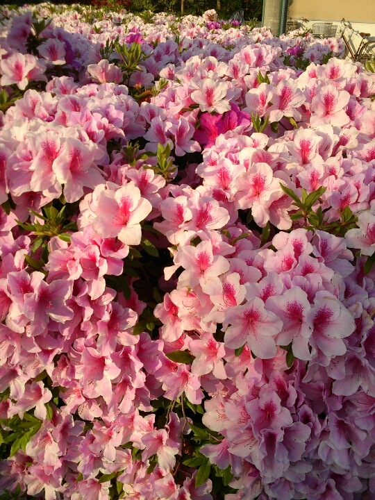 ＡＺＡＬＥＡ_b0134907_71096.jpg