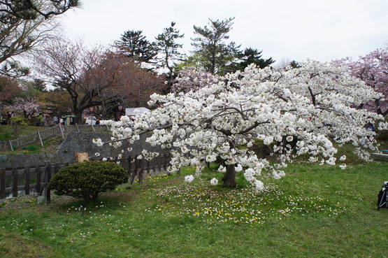 渡島檜山地区探訪★桜前線と共に★2014.5.5-6_a0248508_22504944.jpg