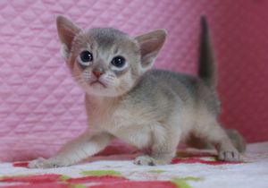 アビシニアン子猫 家族募集 ブルー男の子4/8_e0033609_17164927.jpg
