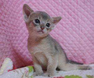 アビシニアン子猫 家族募集 ブルー男の子4/8_e0033609_17171512.jpg