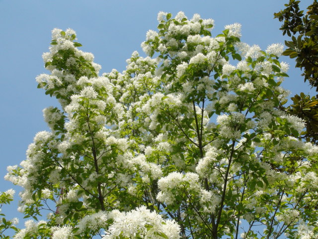 今治市民の森の5月初旬の花情報…2014・5・6_f0231709_729939.jpg