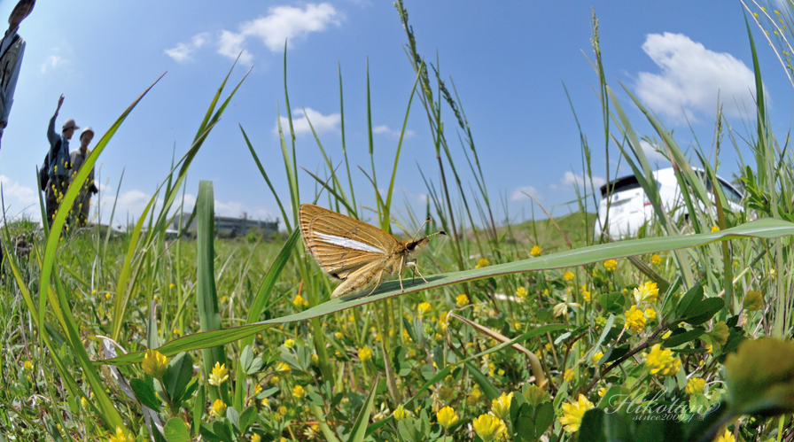 訪花したギンイチモンジセセリ　追補_a0247511_22483964.jpg