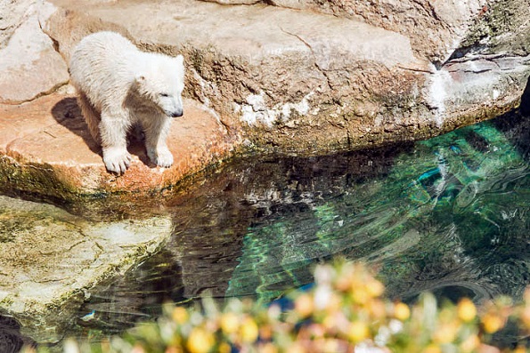ドイツ ブレーマーハーフェン臨海動物園 ヴァレスカお母さんの見事な水泳教室が開始 Polarbearology Conjectaneum ドイツ ブレーマーハーフェン臨海動物園 ヴァレスカお母さんの見事な水泳教室が開始 Polarbearology Conjectaneum