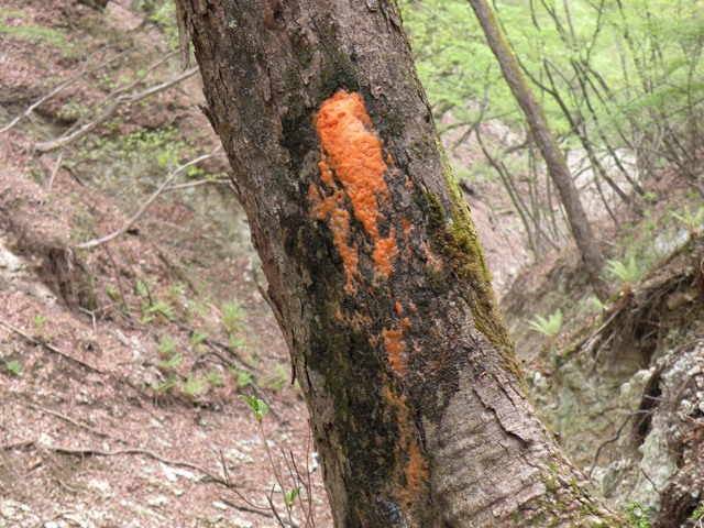 富士山風穴と久保風穴の調査_f0325118_21324029.jpg