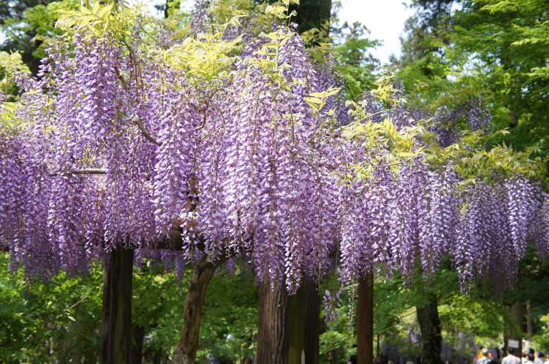 奈良　春日大社　萬葉植物園　むらさき系の藤_b0192820_21345628.jpg