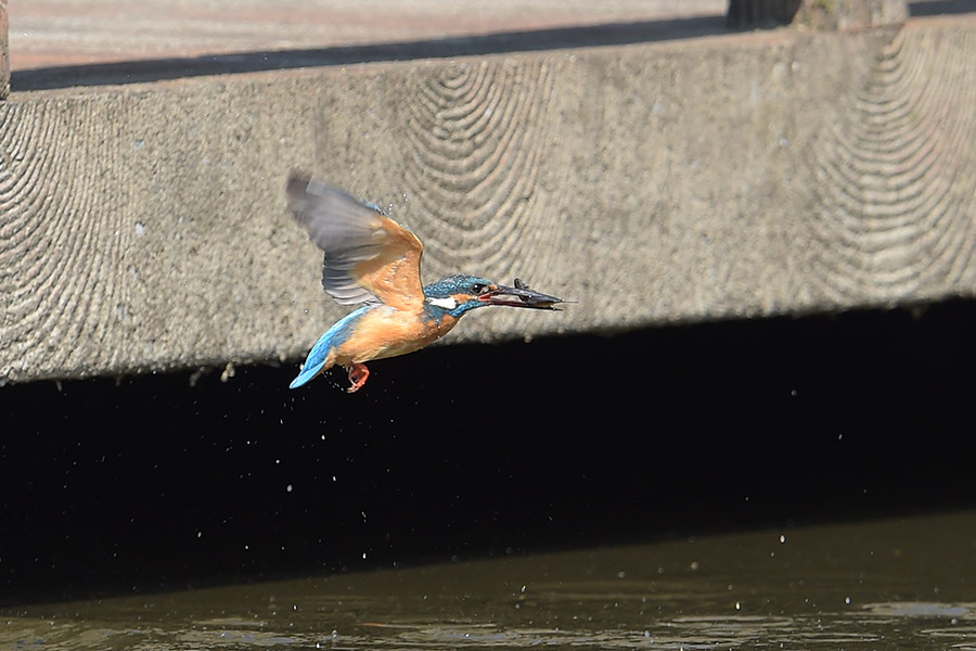 140507 雄の水物など_c0278820_1930594.jpg