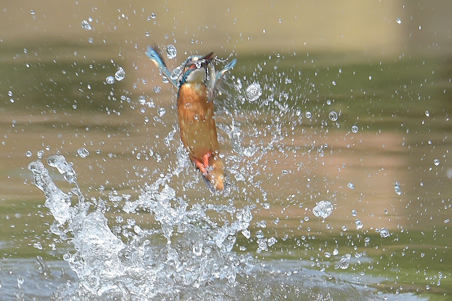 140507 雄の水物など_c0278820_1956243.jpg