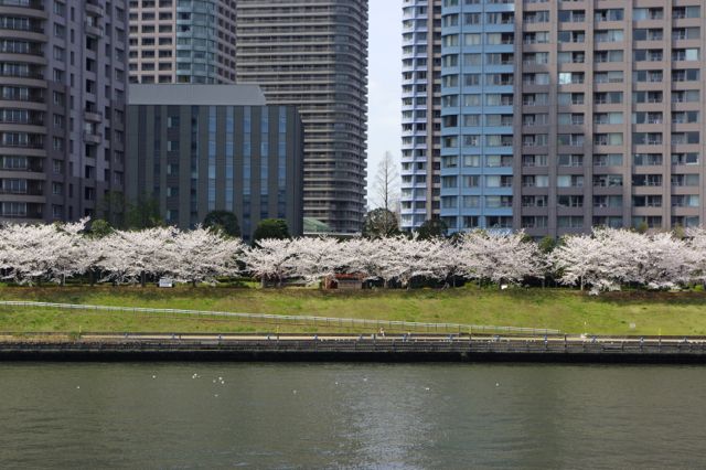 日本滞在2014春その２：5月だけど、ちょっとだけ桜の話をさせてください_e0114020_16444920.jpg