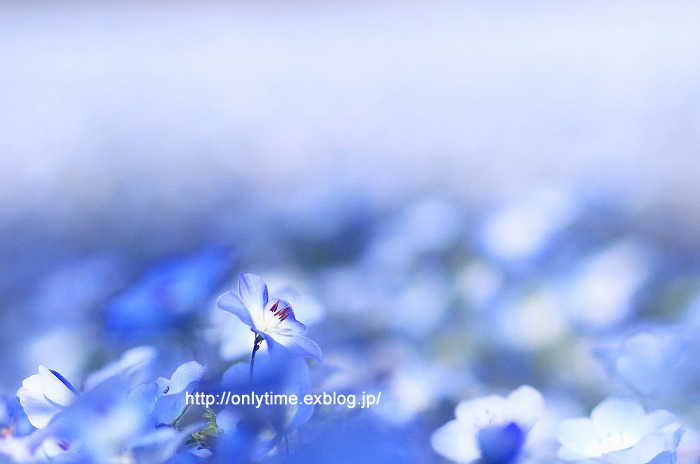 # 0507 / sweet blue flowers ネモフィラの世界（2）_b0181125_12493442.jpg