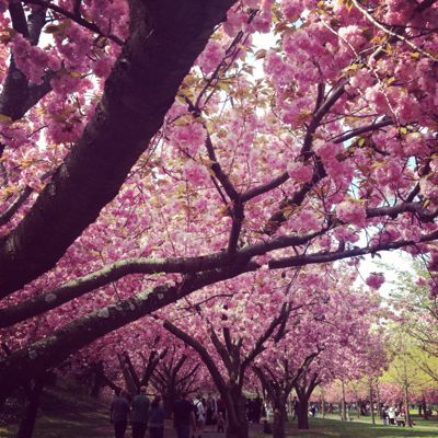 桜🌸咲く♡ おめでとうございます〜♪_f0095325_21524712.jpg