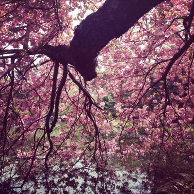 桜🌸咲く♡ おめでとうございます〜♪_f0095325_21525493.jpg
