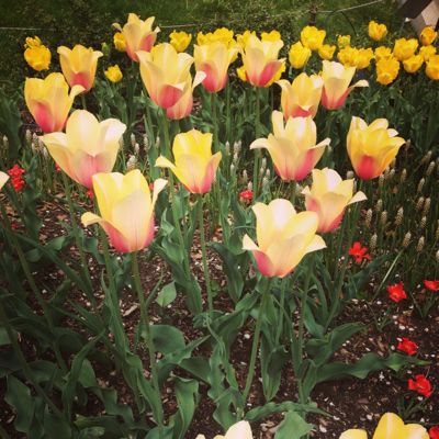 桜🌸咲く♡ おめでとうございます〜♪_f0095325_21531194.jpg