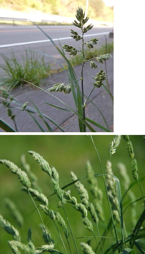 イネ科植物の花粉症 輪 Life Communication