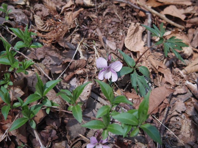 白糸の滝(山梨県小菅村)_f0300637_22271282.jpg