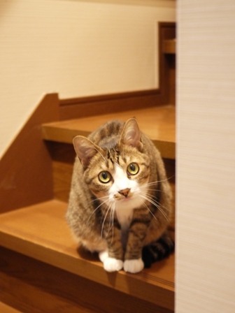 猫のお友だち じょあんちゃんはんくすちゃんあーるくんもんてぃーくん編。_a0143140_22323059.jpg