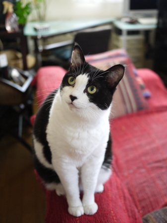 猫のお友だち じょあんちゃんはんくすちゃんあーるくんもんてぃーくん編。_a0143140_223326100.jpg