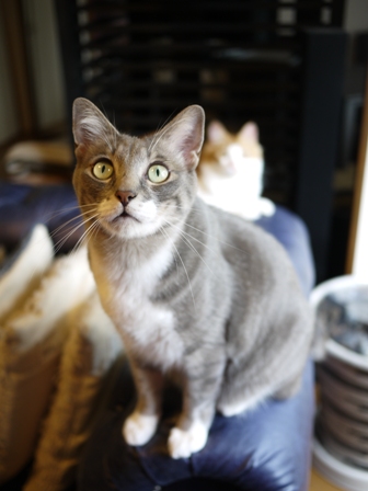 猫のお友だち じょあんちゃんはんくすちゃんあーるくんもんてぃーくん編。_a0143140_22342036.jpg