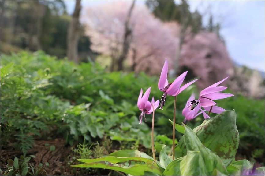 白馬の花旅　Ⅳ_e0091347_1244401.jpg