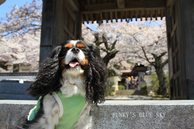 SAKURA*201４　 【その8-3・三春の桜*めぐり】_c0145250_1004080.jpg