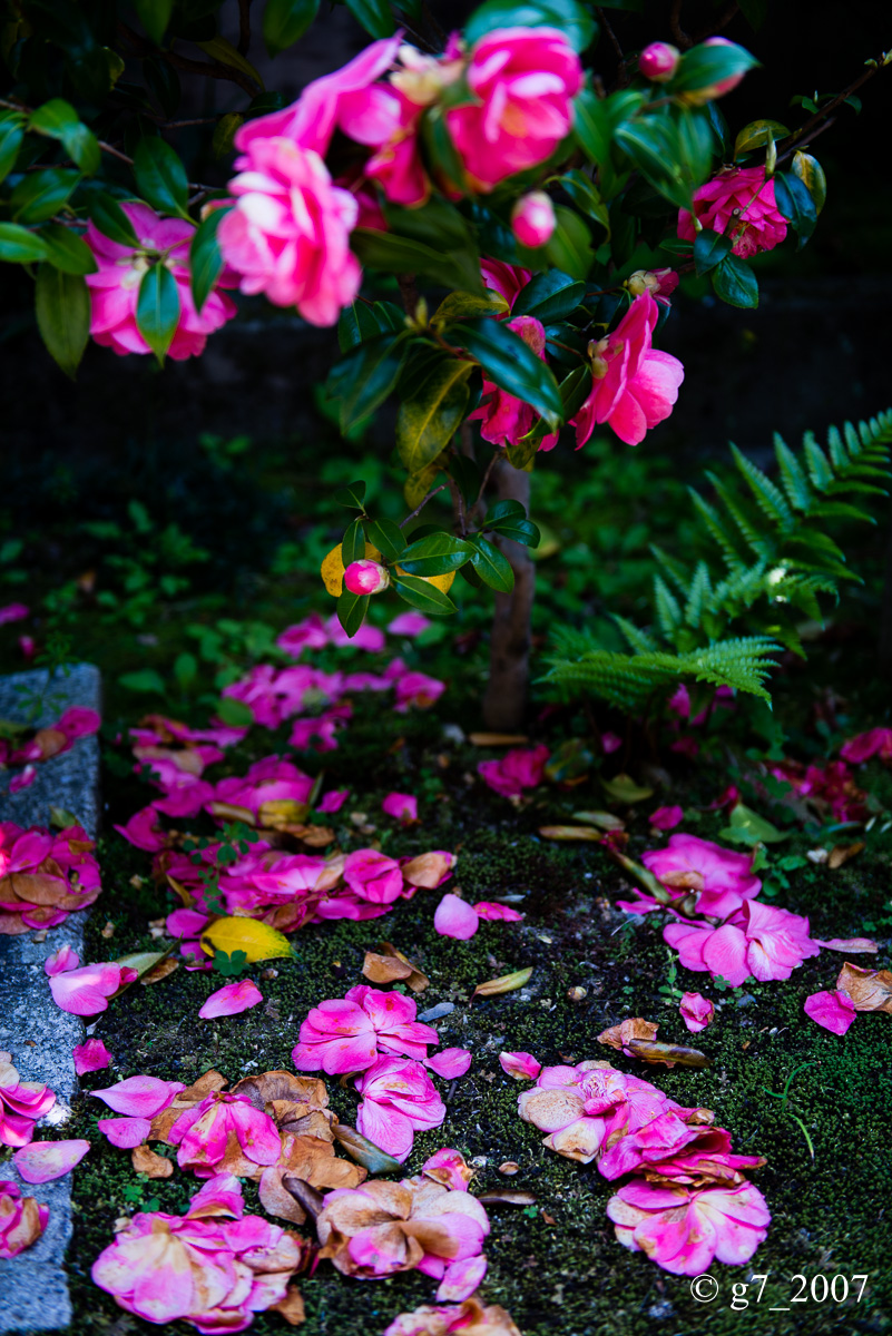 地蔵院(椿寺)..._f0152550_2313253.jpg