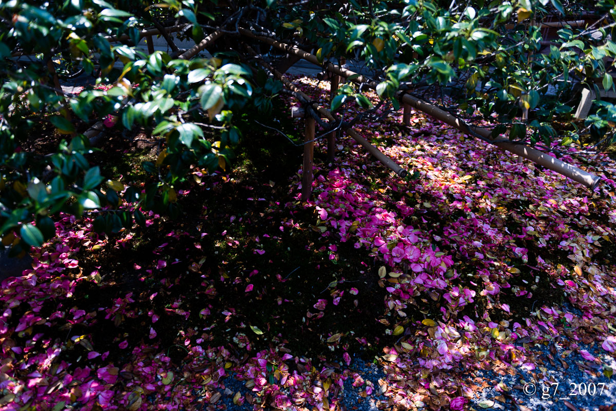 地蔵院(椿寺)..._f0152550_23133080.jpg