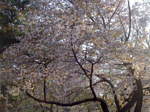 素敵な花柄＆動物柄 リバティのミニバッグです。_f0310252_7522468.jpg