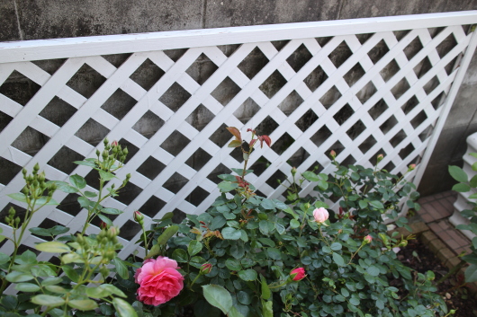 白いペンキを塗ること La Rose 薔薇の庭