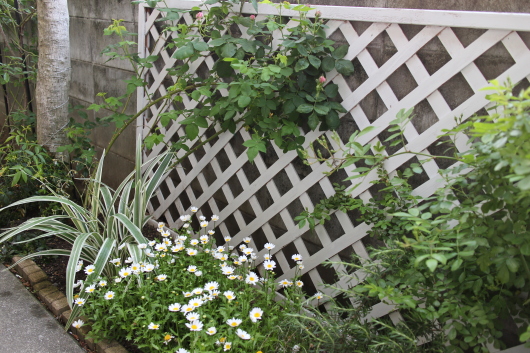 白いペンキを塗ること La Rose 薔薇の庭