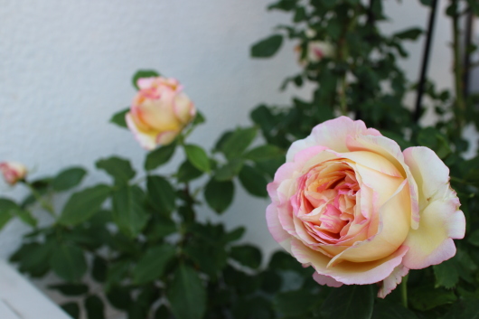 ペッシュ ボンボン La Rose 薔薇の庭