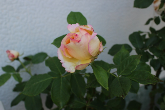 ペッシュ ボンボン La Rose 薔薇の庭 ペッシュ ボンボン La Rose 薔薇の庭