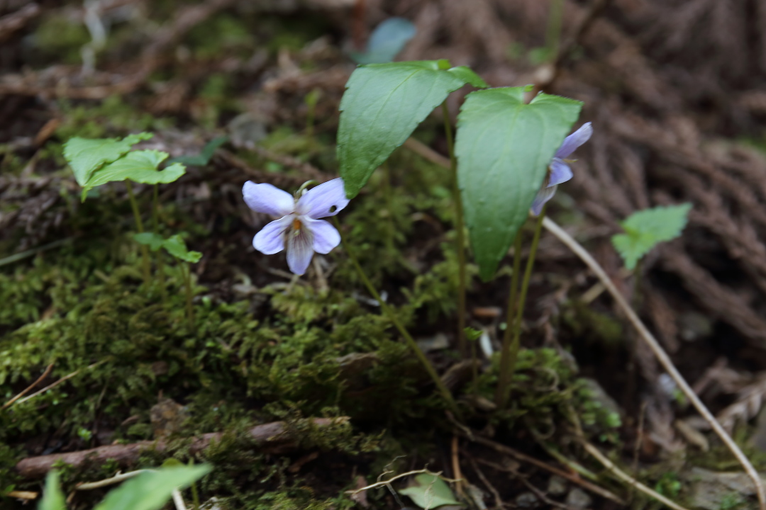 午前は高尾山で植物観察、午後は地元河川流域でギンイチ〜4月26日AM〜_d0176157_893911.jpg