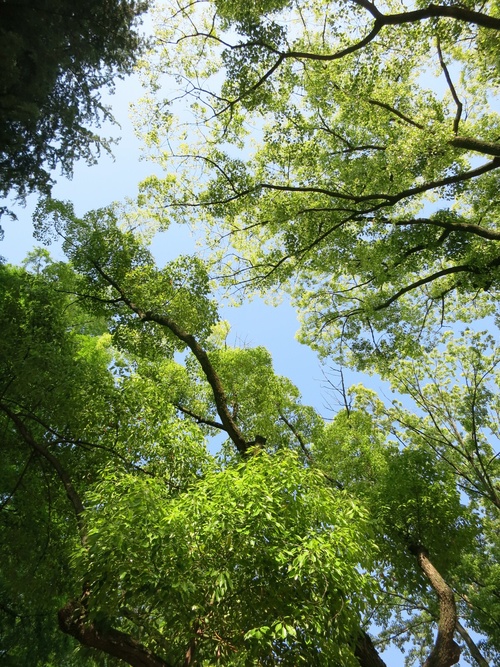 新緑の靭公園を眺めながらヘアカット♪（私のお気に入り）_f0236260_23434664.jpg