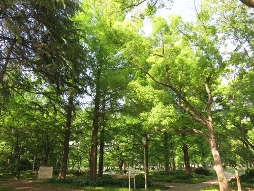 新緑の靭公園を眺めながらヘアカット♪(私のお気に入り)_f0236260_2346687.jpg