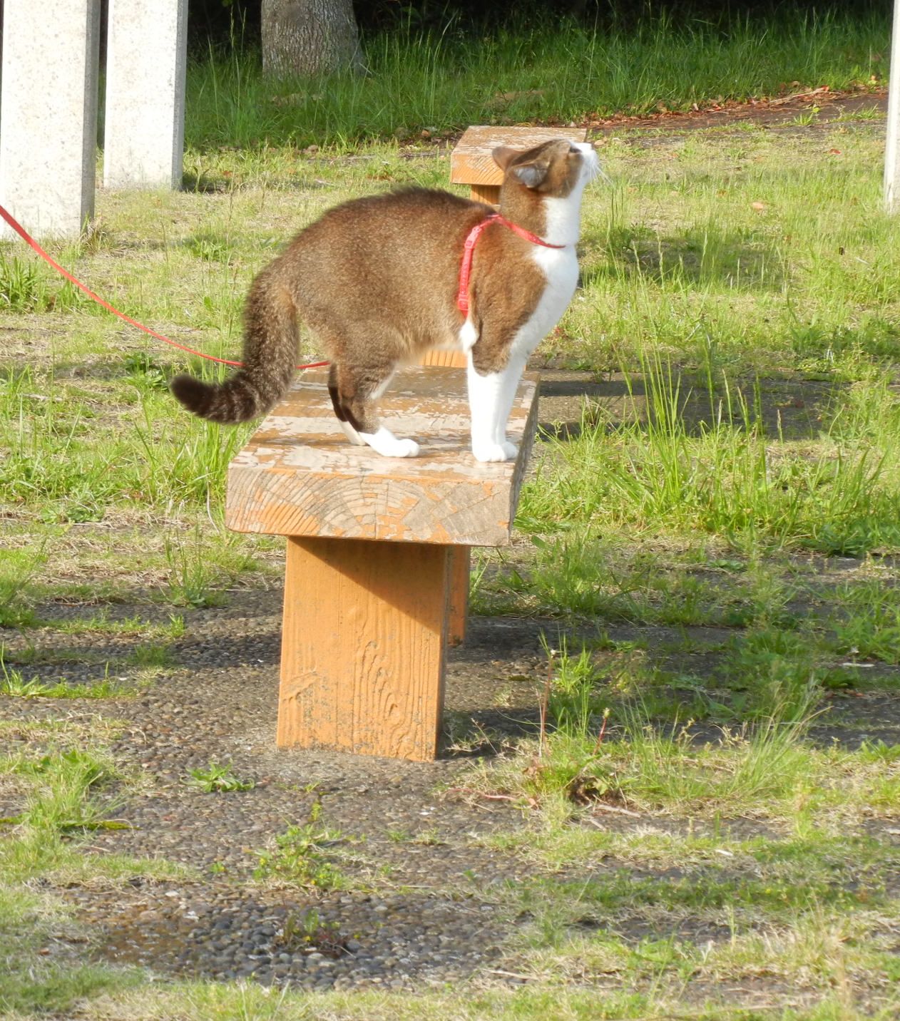 ’14,5,7(水)リードでお散歩する猫ちゃん!_f0060461_838674.jpg