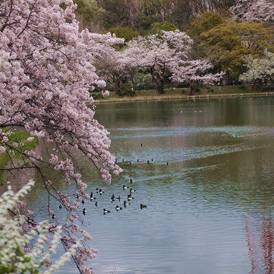 お花見　2014\'その２　三ッ池公園_d0176767_21253482.jpg