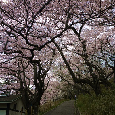 お花見　2014\'その２　三ッ池公園_d0176767_2173542.jpg