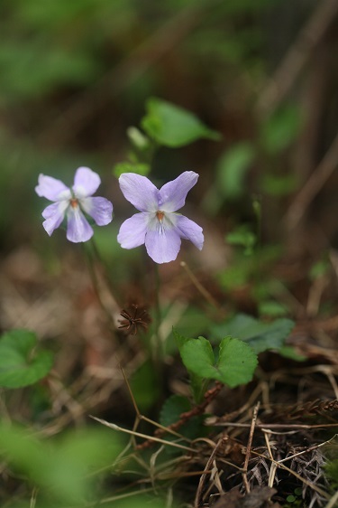 e0304170_20563811.jpg