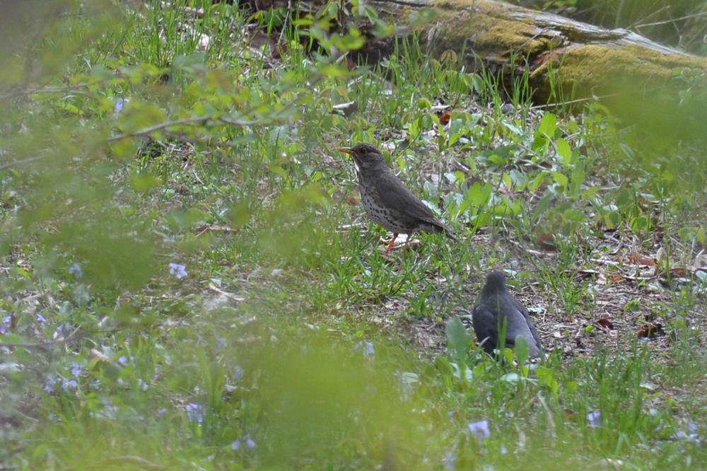 クロツグミ ペアリング成立? _f0053272_10106100.jpg