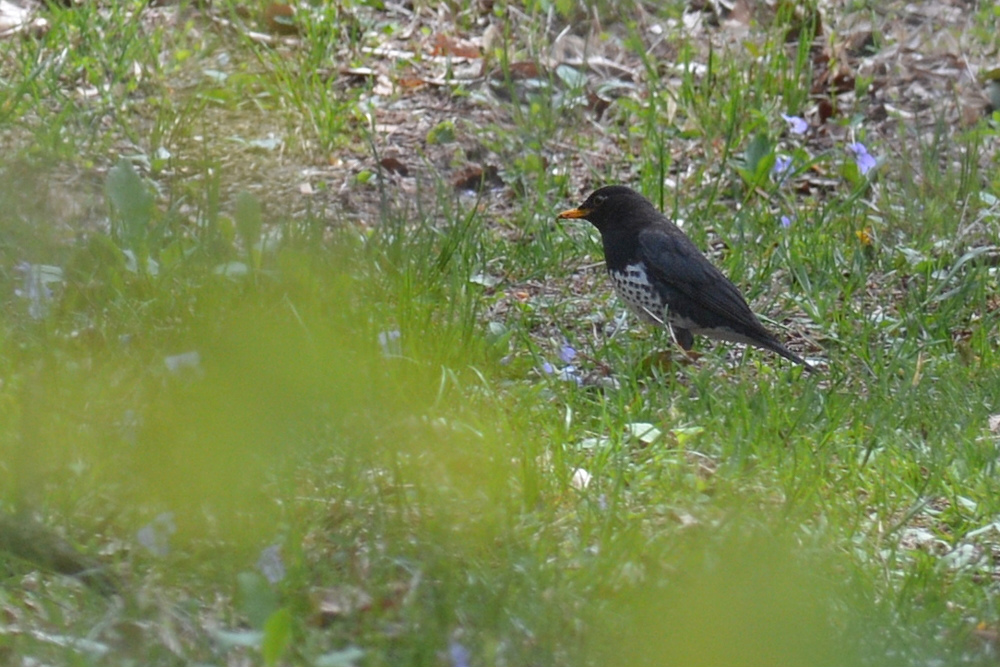 クロツグミ ペアリング成立? _f0053272_107837.jpg