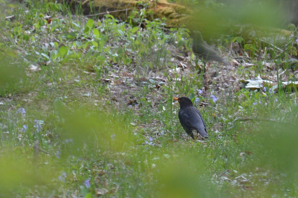 クロツグミ ペアリング成立? _f0053272_1085368.jpg