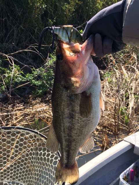 釣果情報_a0040876_21494939.jpg