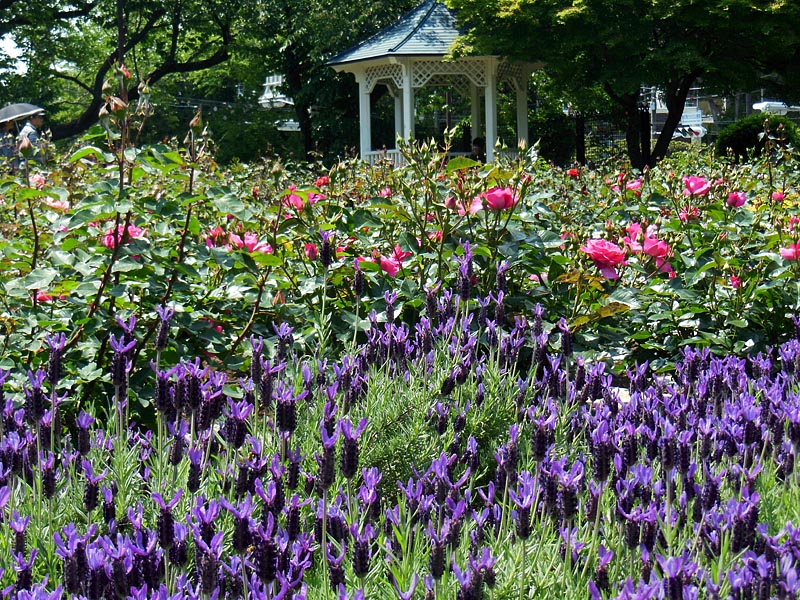 港の見える丘公園のバラ_c0326676_16055538.jpg