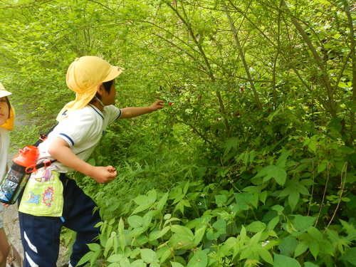 野いちご・さくらんぼ・たまねぎ収穫したよ♪_c0194485_1818475.jpg